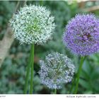 077-2024 Allium hybriden