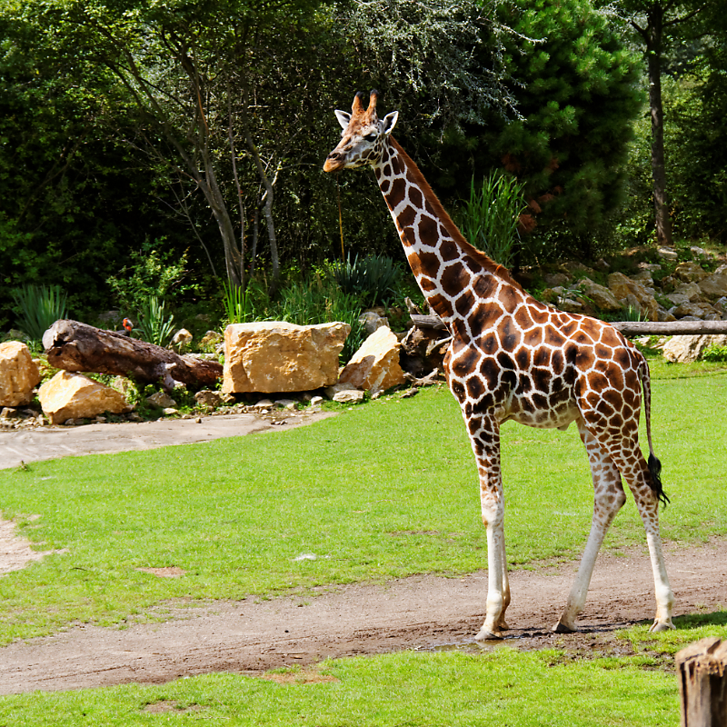 0776 - Giraffe im Zoo Leipzig - August 2013