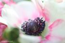 Anemone von Maike Bies 