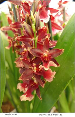 078-2024 Burrageara hybride