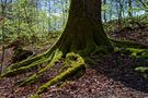 Waldmotive, hier: der Wald erwacht (9) von hpros