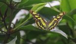 Schmetterling 1 von Mini-Butterfly