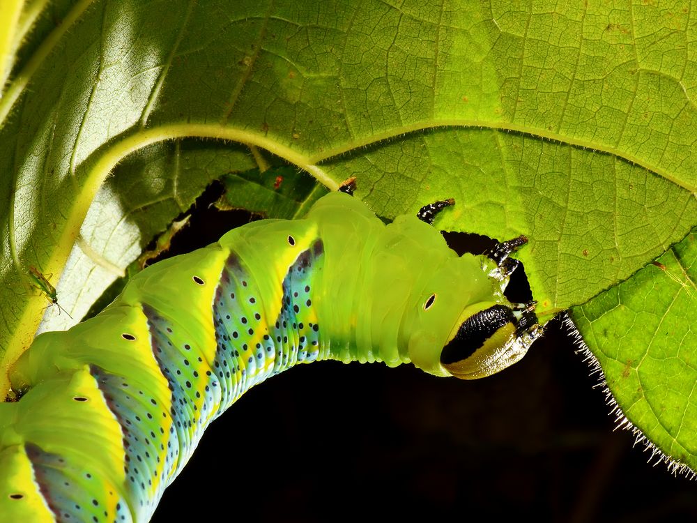 Oruga: Acherontia atropos de Emilio A. Cano 