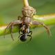  Braune Krabbenspinne oder Busch-Krabbenspinne 