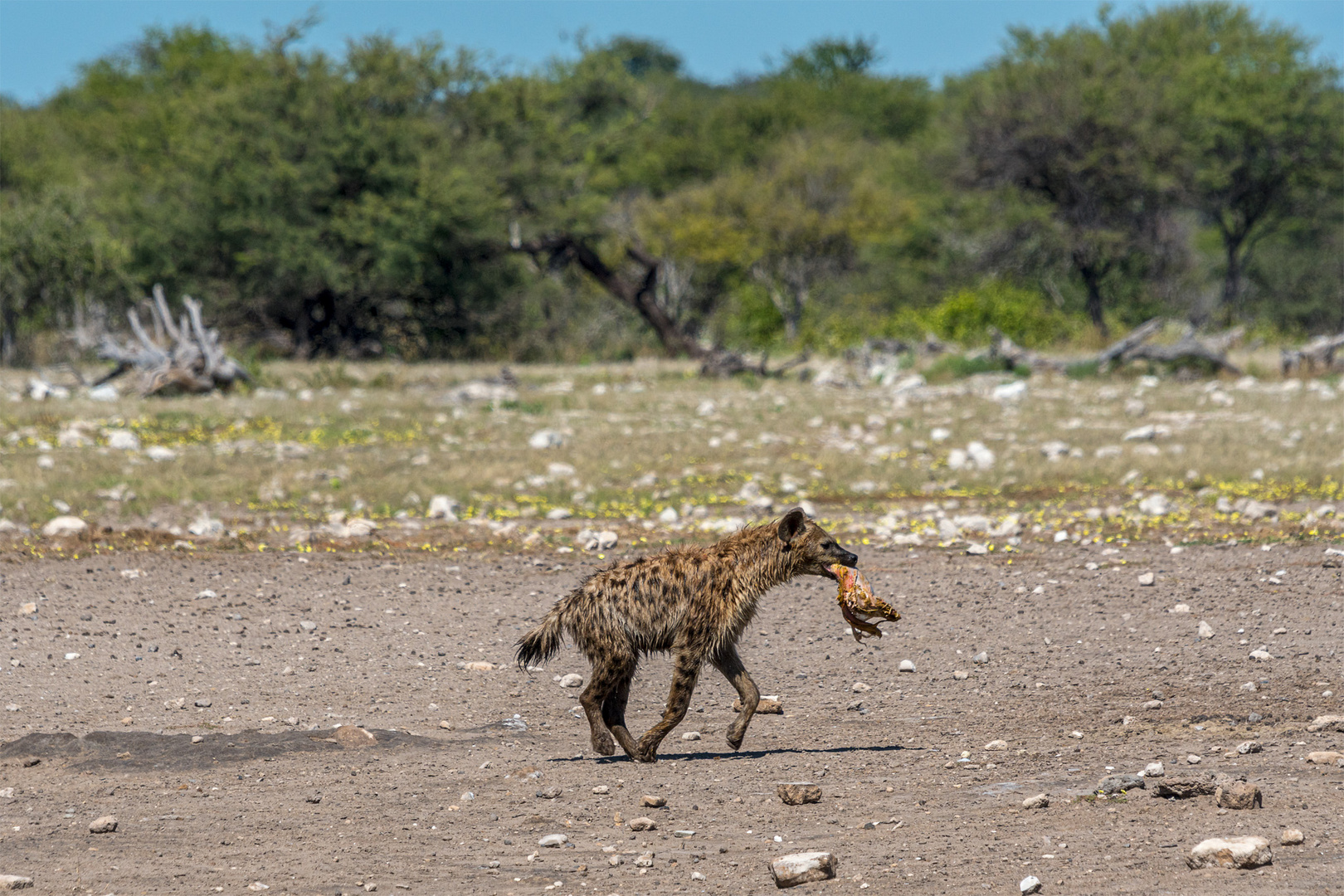 07_Erinnerung an Namibia April 2017