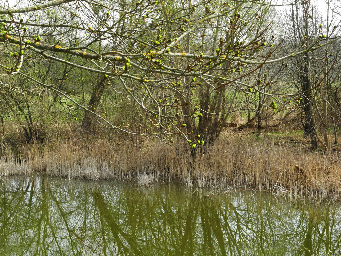 08-04-2018 Träumerei am Kammerkanal