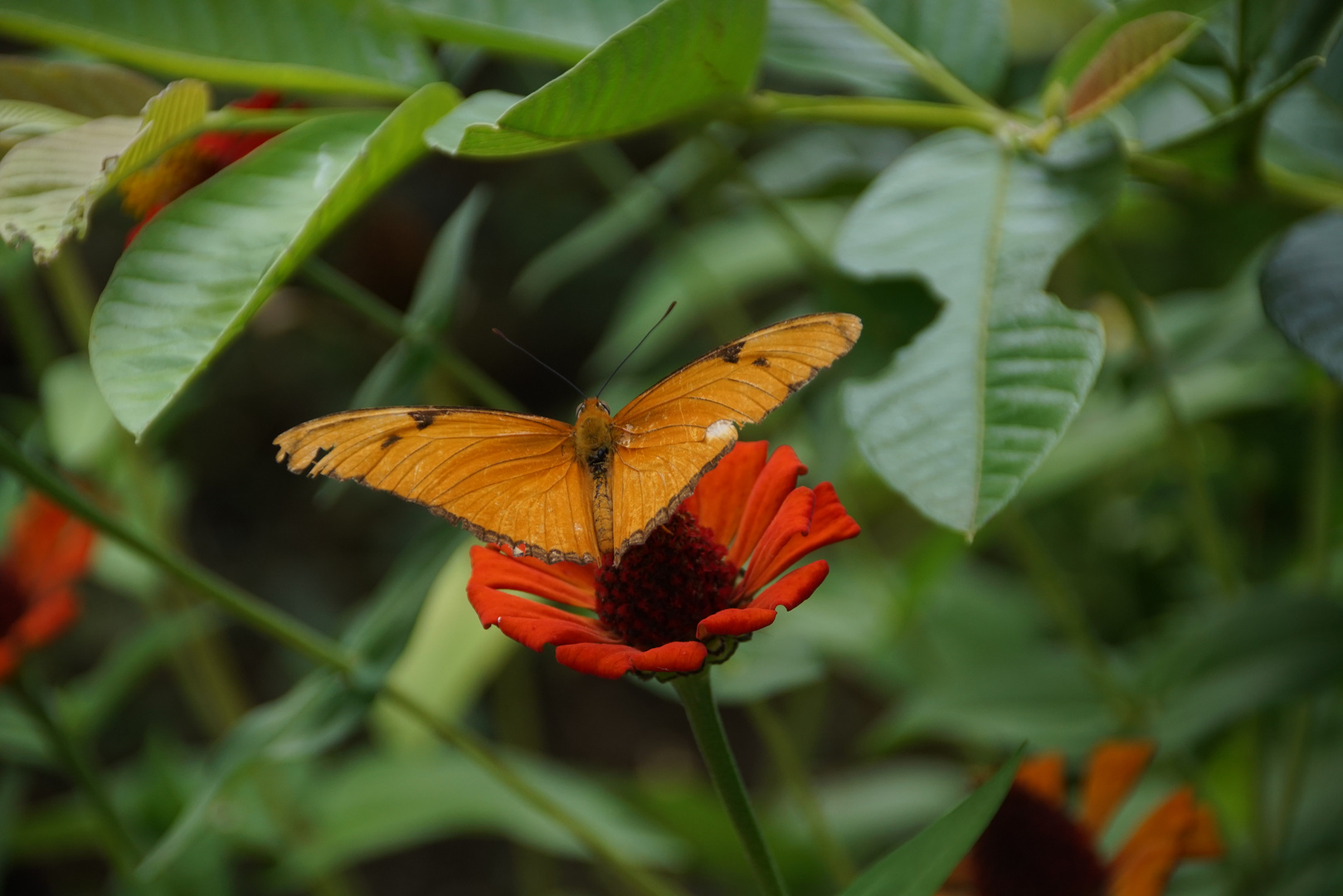 08-Kuba-Ntl-Park-Schmetterling (211).JPG