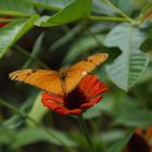 08-Kuba-Ntl-Park-Schmetterling (211).JPG