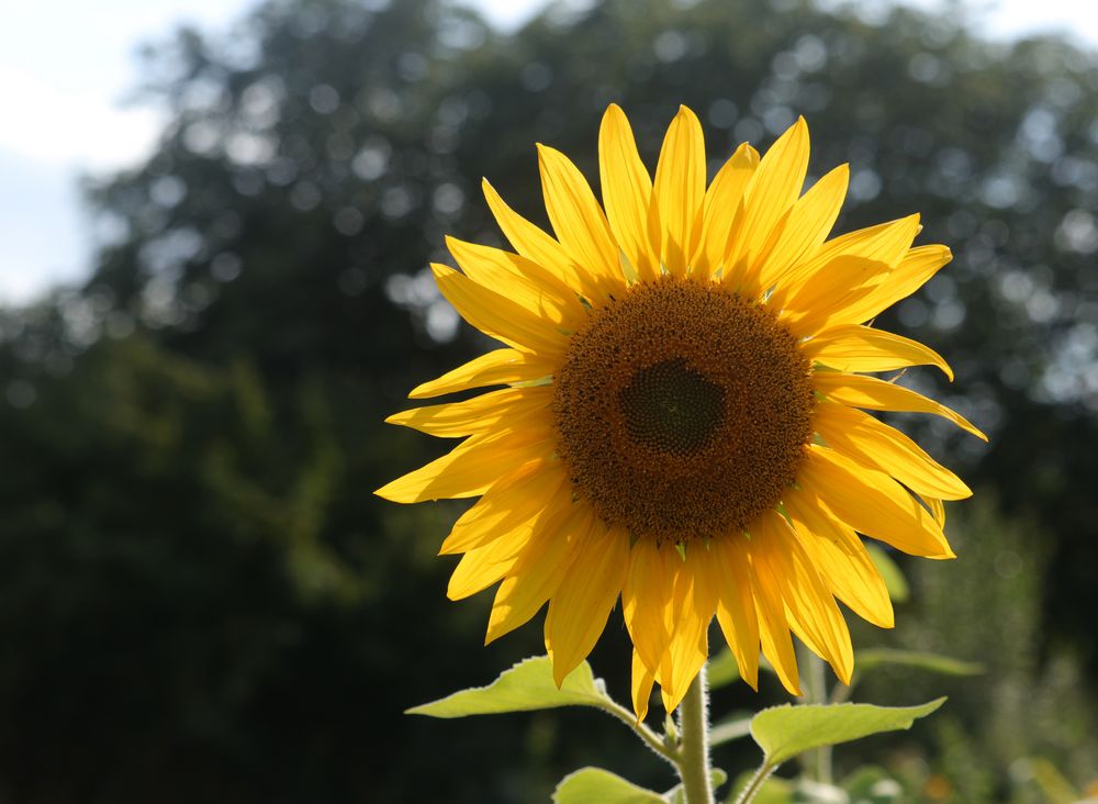 08 Sonnenblume Foto &amp; Bild | westpark münchen, natur Bilder auf