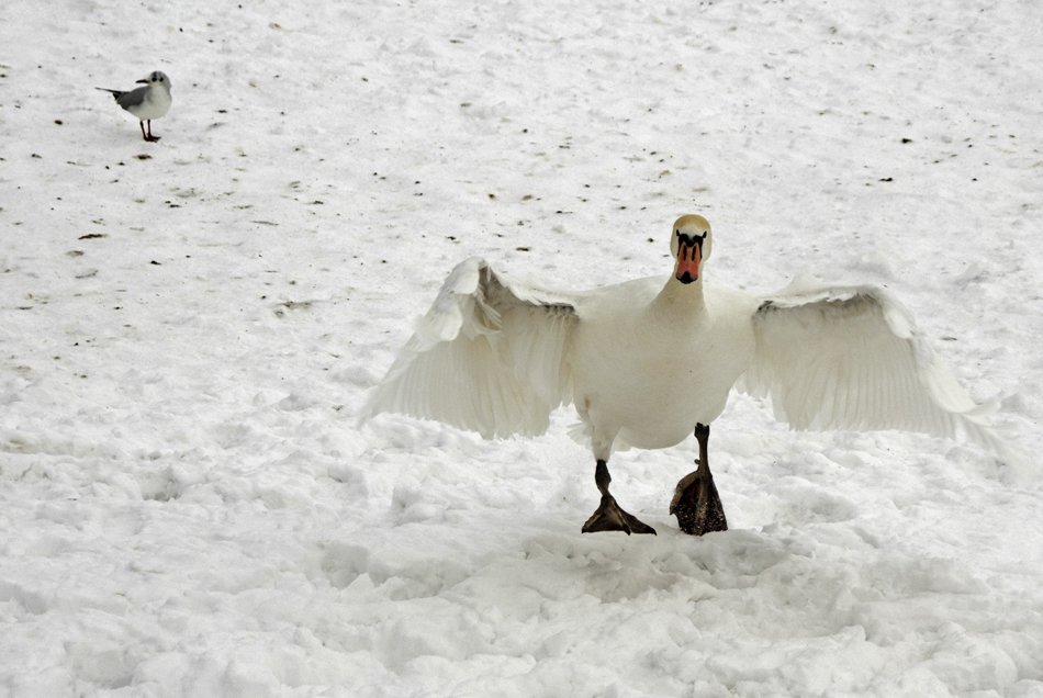 (08) Winterspaziergang ...