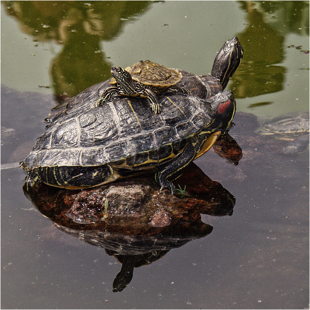 080 / 2019 - Spieglein, Spieglein ....