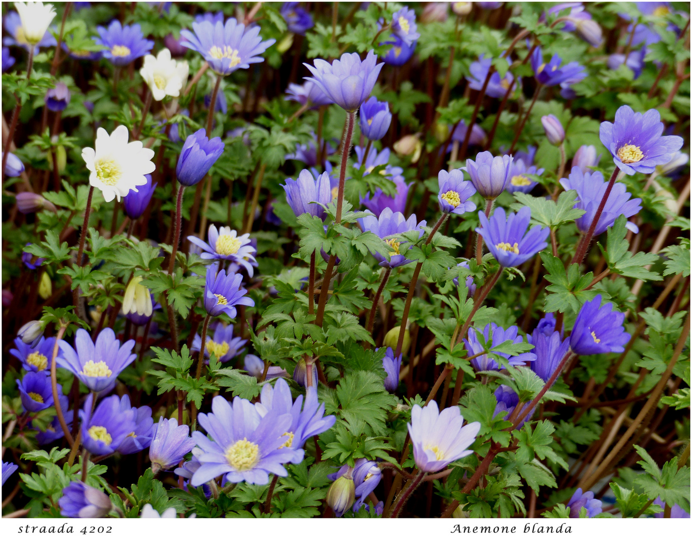 080-2024 Anemone blanda 