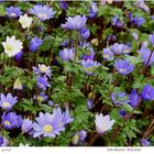 080-2024 Anemone blanda 