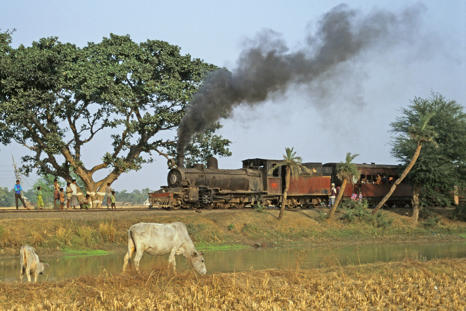 080-Indien Die  "heilige Kuh" am "Bahnhof Bankura mit Schmalspur-Pacific C 664