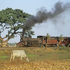 080-Indien Die  "heilige Kuh" am "Bahnhof Bankura mit Schmalspur-Pacific C 664