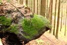 Waldbewohner von VeraChristine