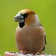 Ist er nicht schn? Finkenknig - Kernbeier Coccothraustes coccothraustes