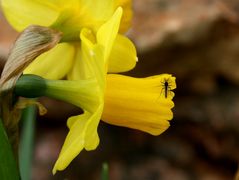 ... 08.03.09 ... es wird Frühling ...