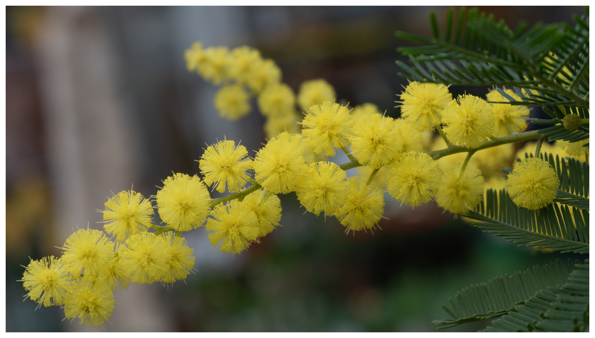 08.03.23 Mittwochsblümchen ** Mimosen**