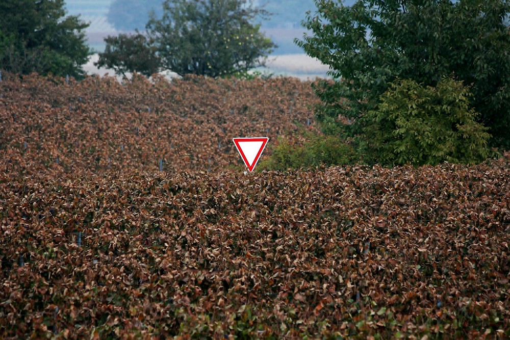 08036 Vorfahrt achten im Weinberg