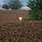 08036 Vorfahrt achten im Weinberg