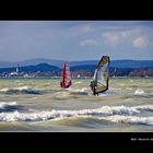 08040 Windsurfer, Bodensee (im Hintergrund Radolfzell).