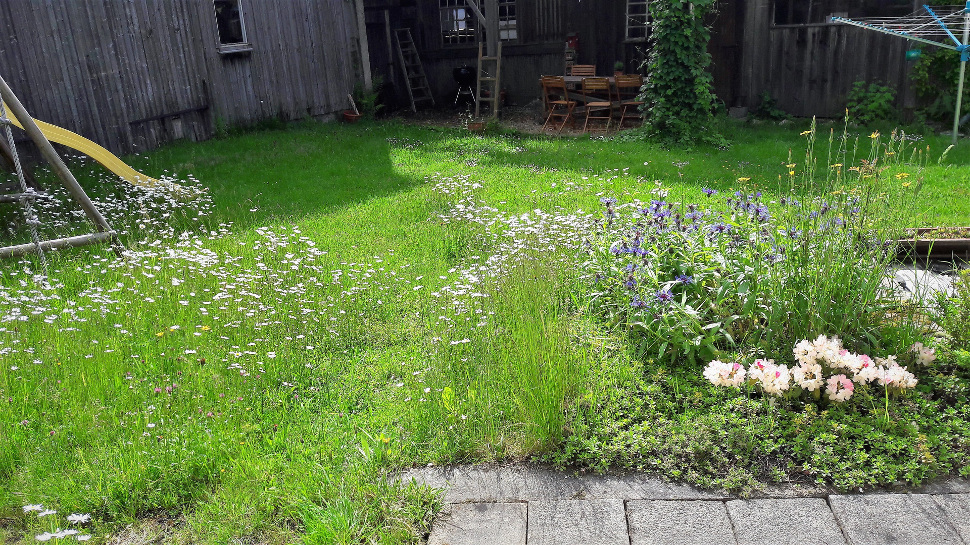 08.06.2020 Mittwochsblümchen im Sonnenlicht