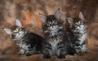 Maine Coon Kittens / 1 von Heidi Bollich 