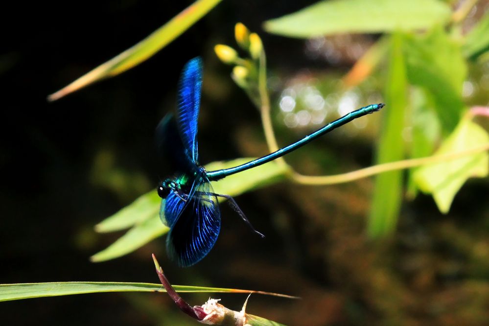 Blue Dragonfly von BrinaSa 