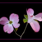 081 CORNUS FLORIDA