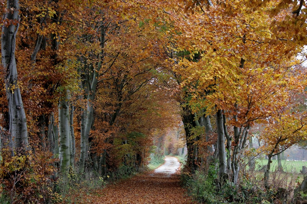 08118 Herbst im Heckenland