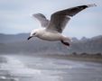 Red-billed Gull by archiek