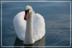 0815-Bild von einem Schwan...