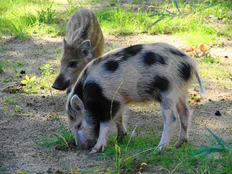 08:30 Uhr vor meinem Schlafzimmer!!!! Foto & Bild | tiere, wildlife