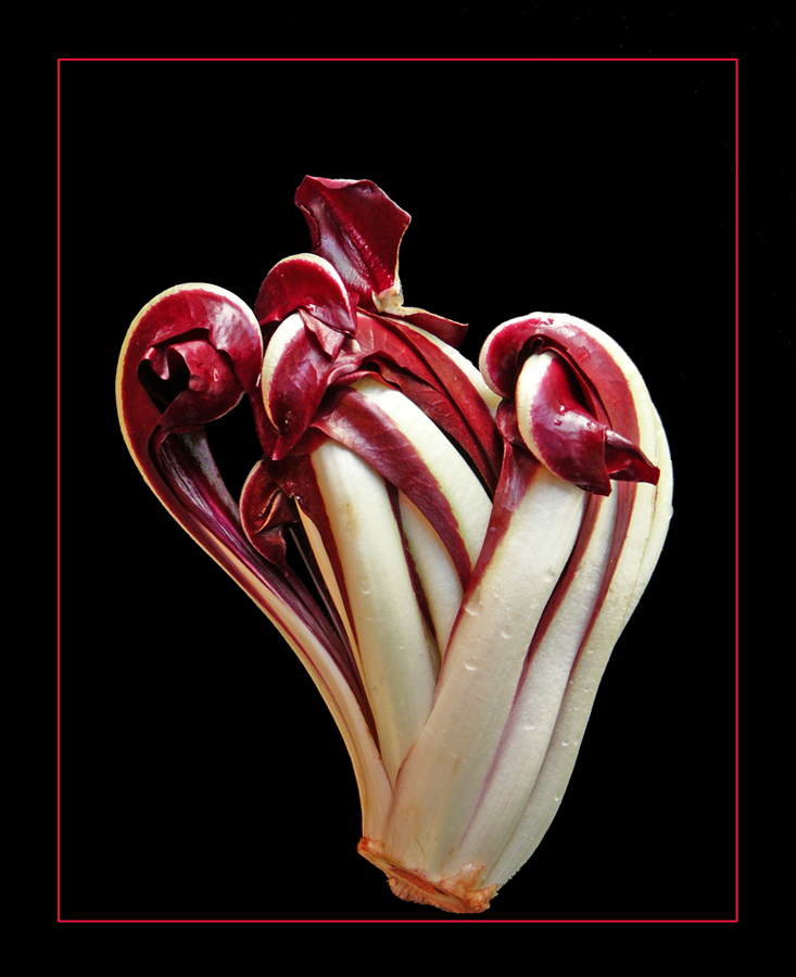 084 RADICCHIO