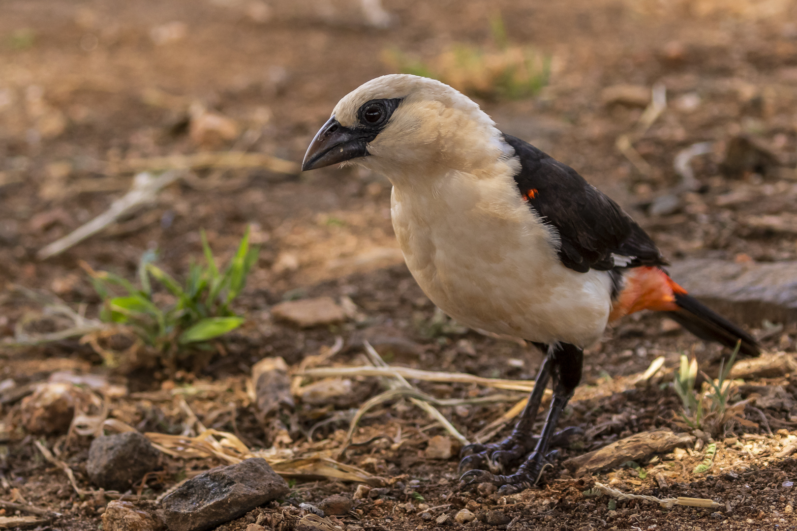 085-20190225 -  Tarangire Nationalpark - CS8A2050