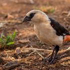 085-20190225 -  Tarangire Nationalpark - CS8A2050