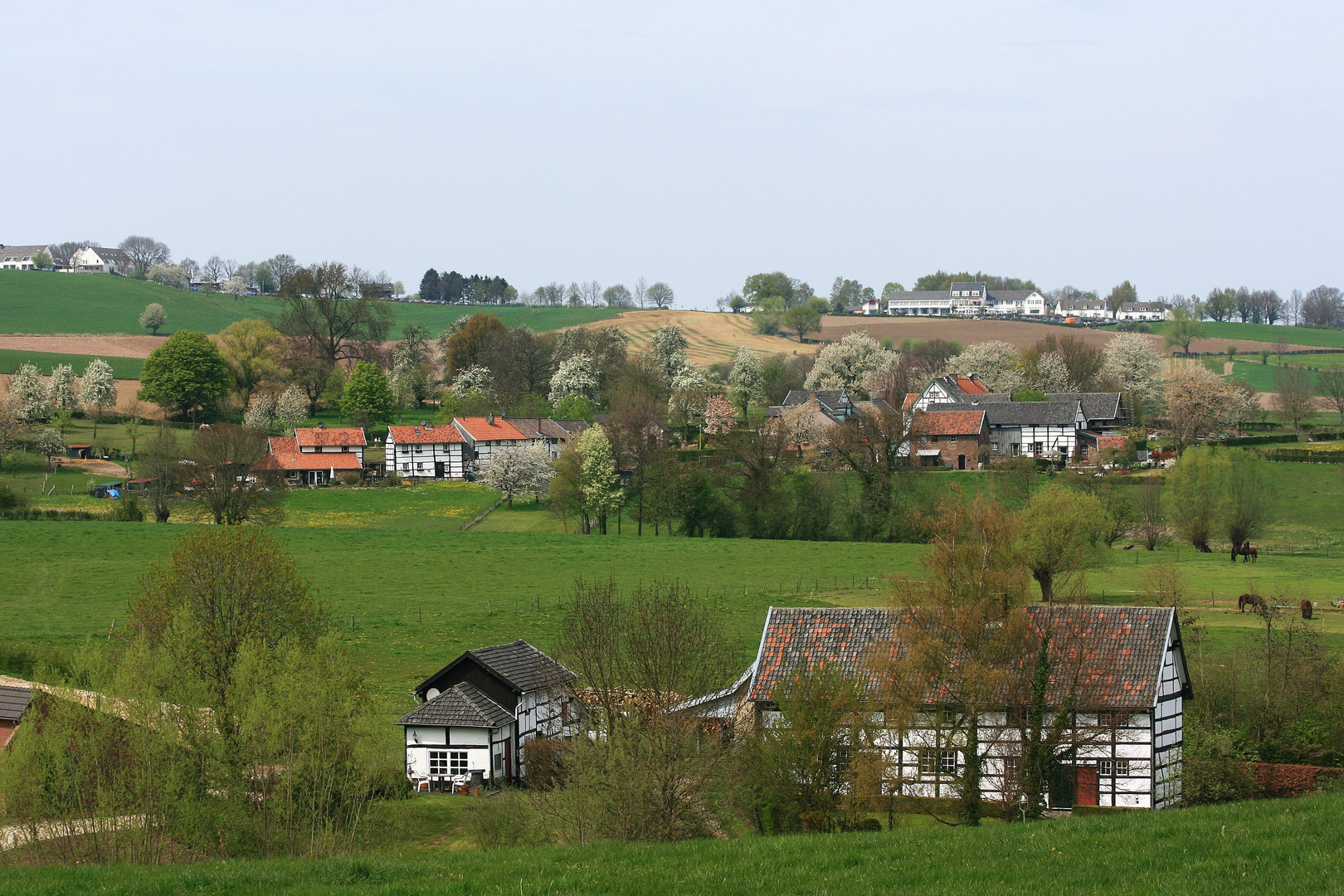 08529 Frühling im Heuveland