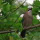 schlauer, bunter Rabenvogel