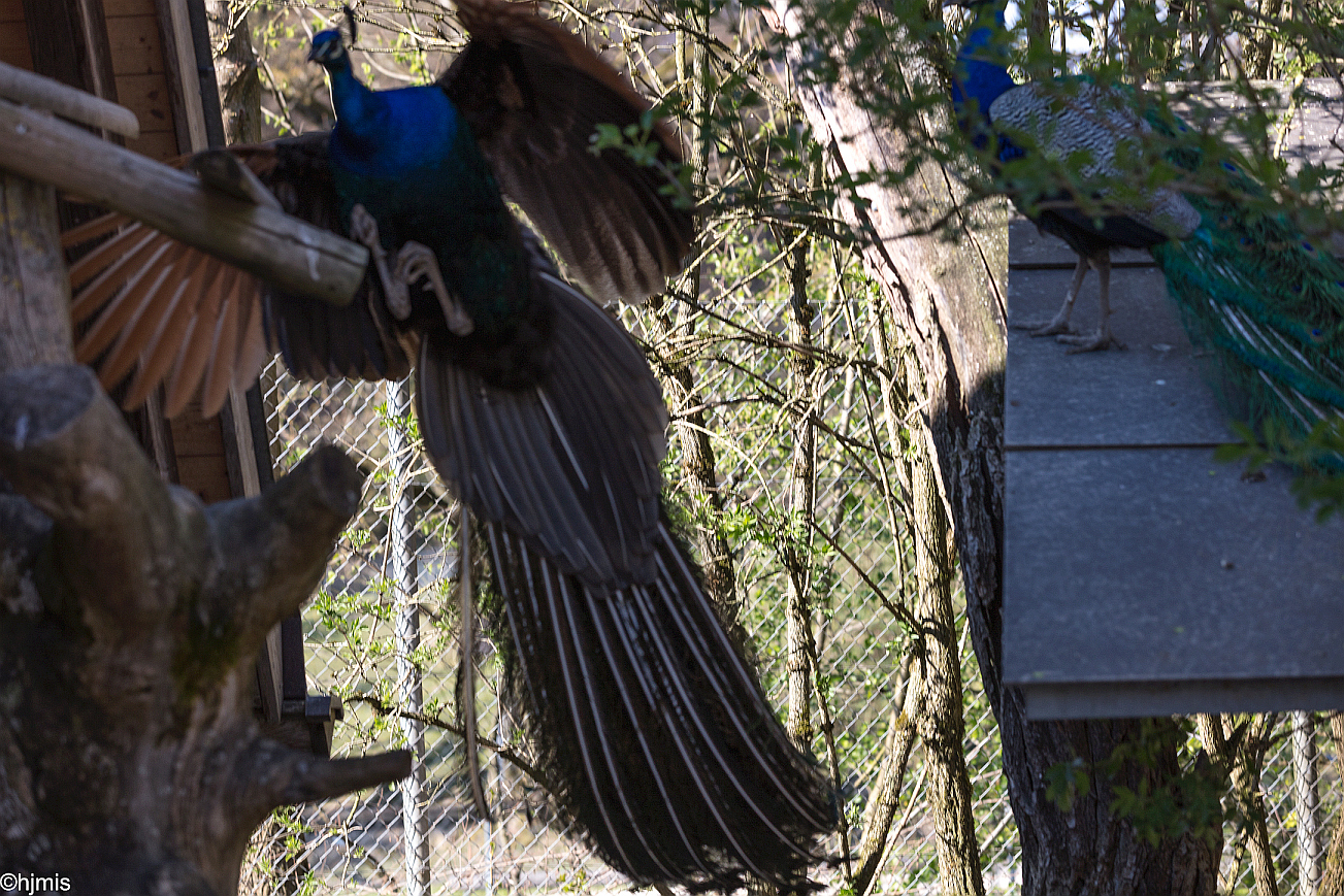 086 Wildpark Roggenhausen