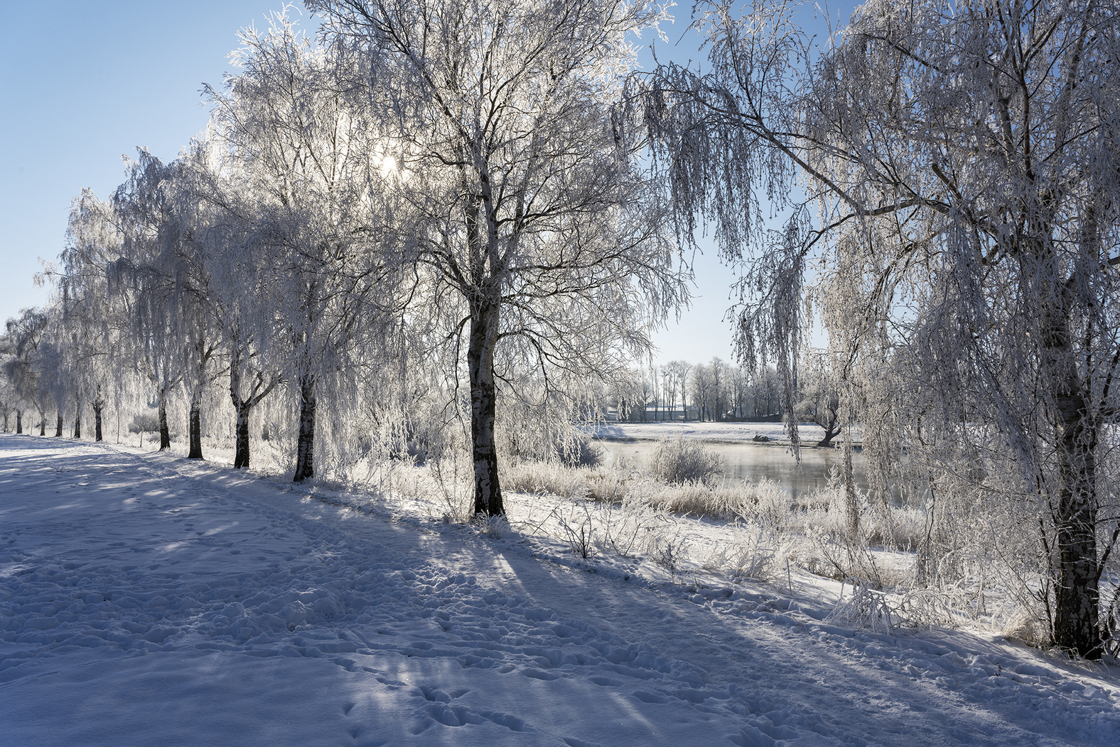 0865TZ Birkenallee Rauhreif Winter an der Weser Rinteln