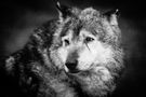 Wolf von klickbrett 