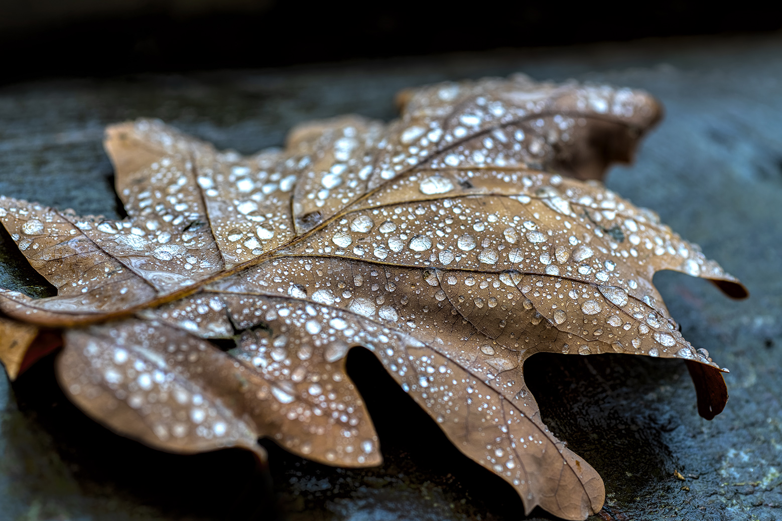 0874SC Eichenblatt im Herbst