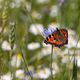 Schmetterling im Getreidefeld 