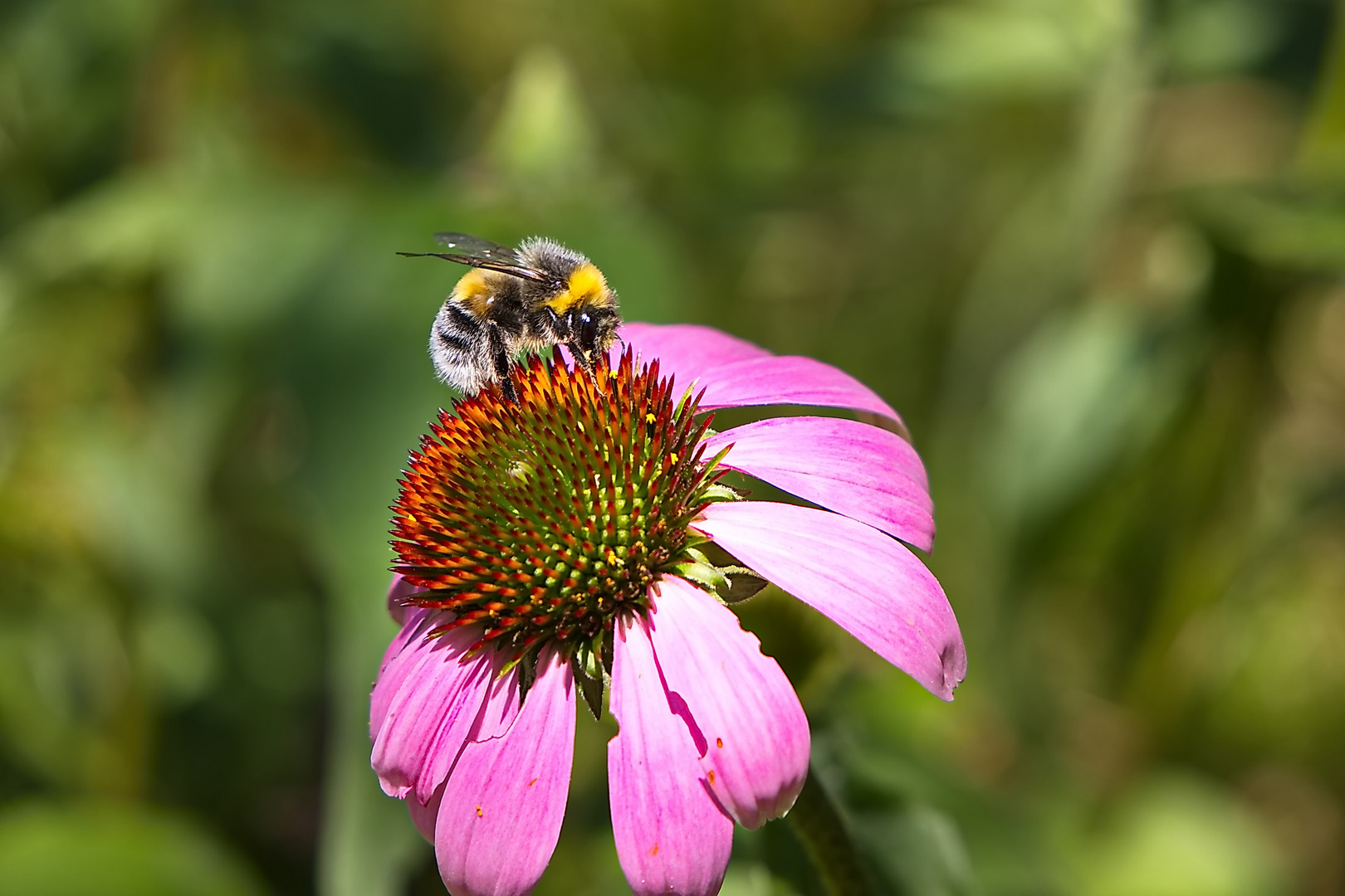 087A0001 Hummel auf Sonnenhut