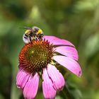 087A0001 Hummel auf Sonnenhut