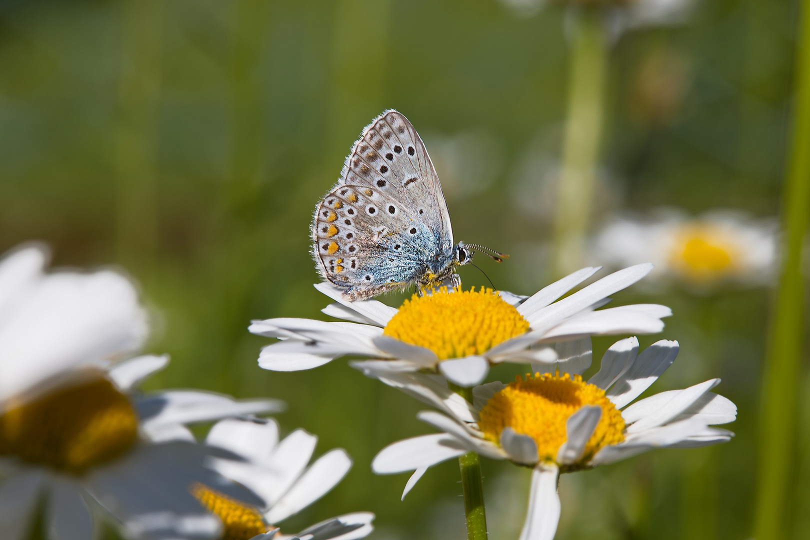 087A0001 Schmetterling auf Margariten