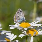 087A0001 Schmetterling auf Margariten