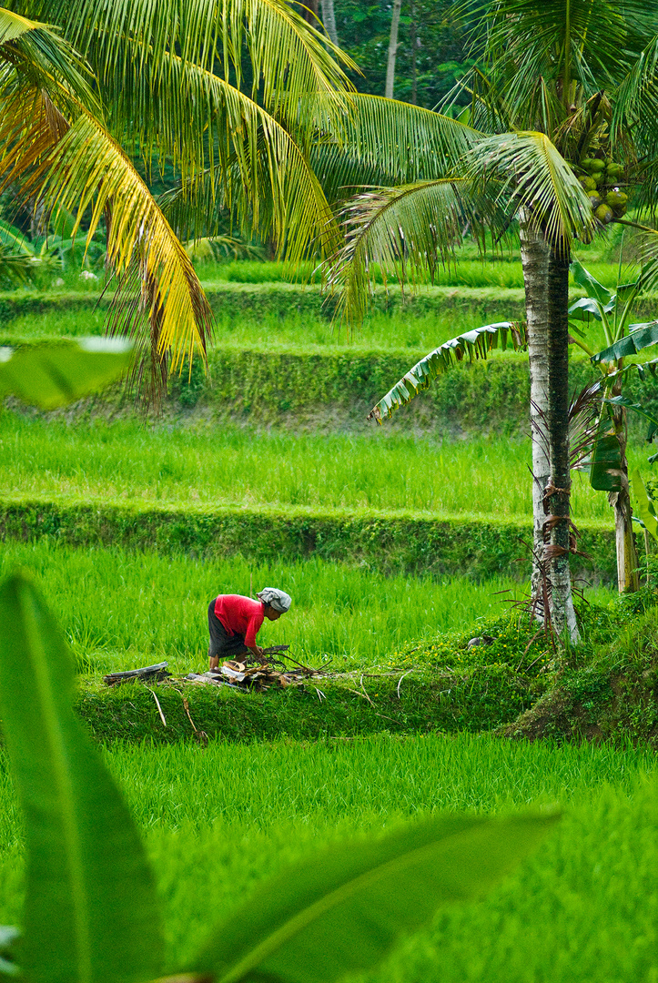 087_Bali_2009_Ubud_HD