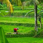 087_Bali_2009_Ubud_HD